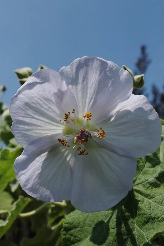 Abutilon vitifolium 9cm