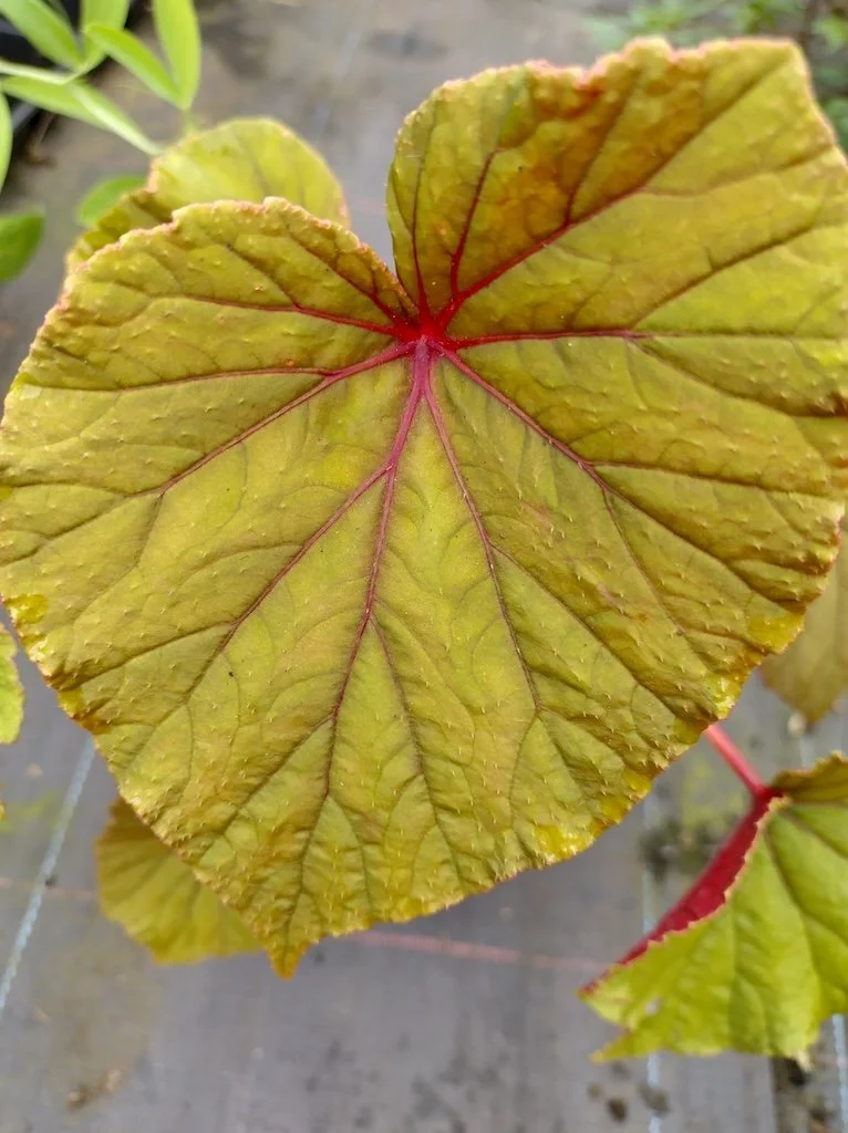 Begonia grandis 9cm