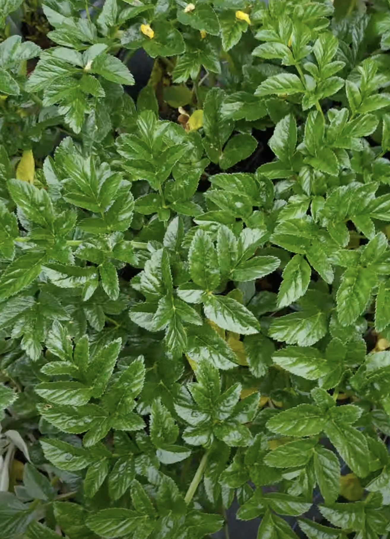 Angelica pachycarpa 1ltr
