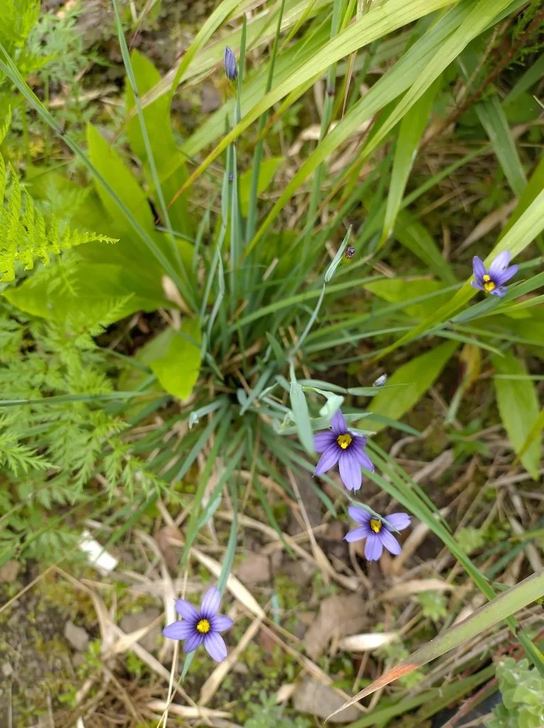 Sisyrinchium idahoense 9cm