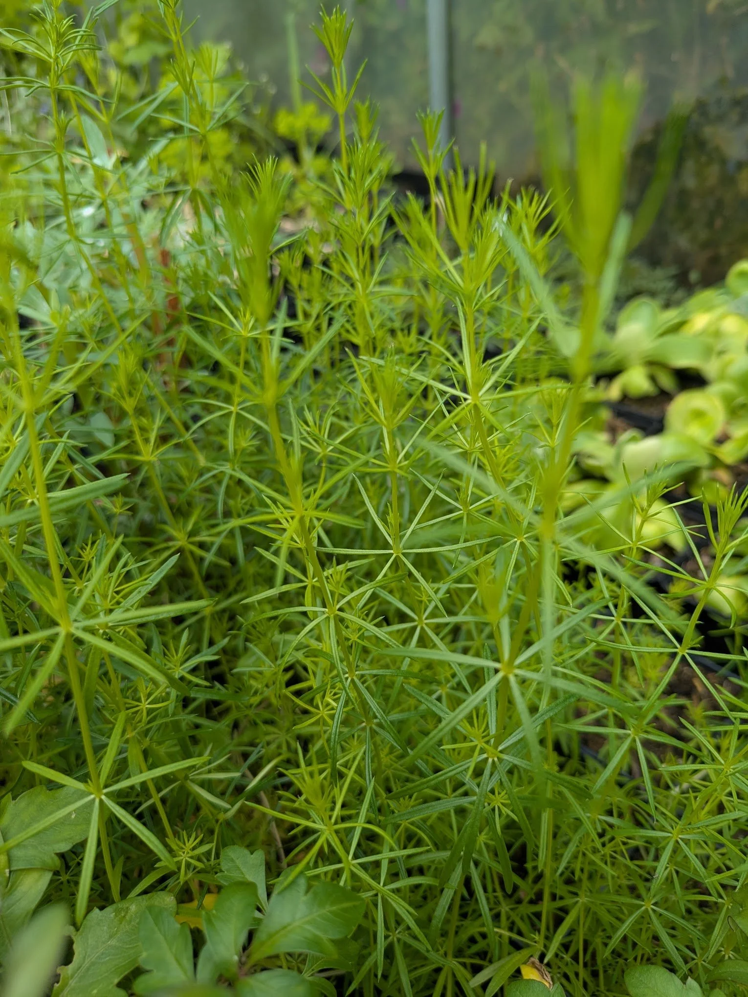 Galium verum 9cm