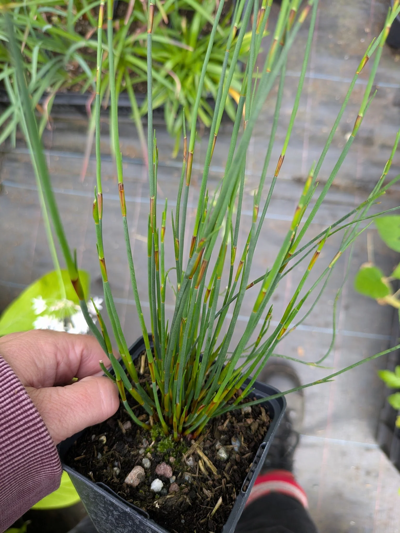 Chondropetalum tectorum 9cm