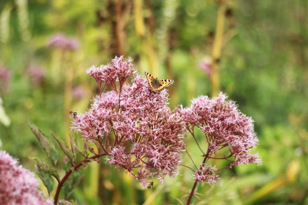 Eupatorium cannabinum 9cm