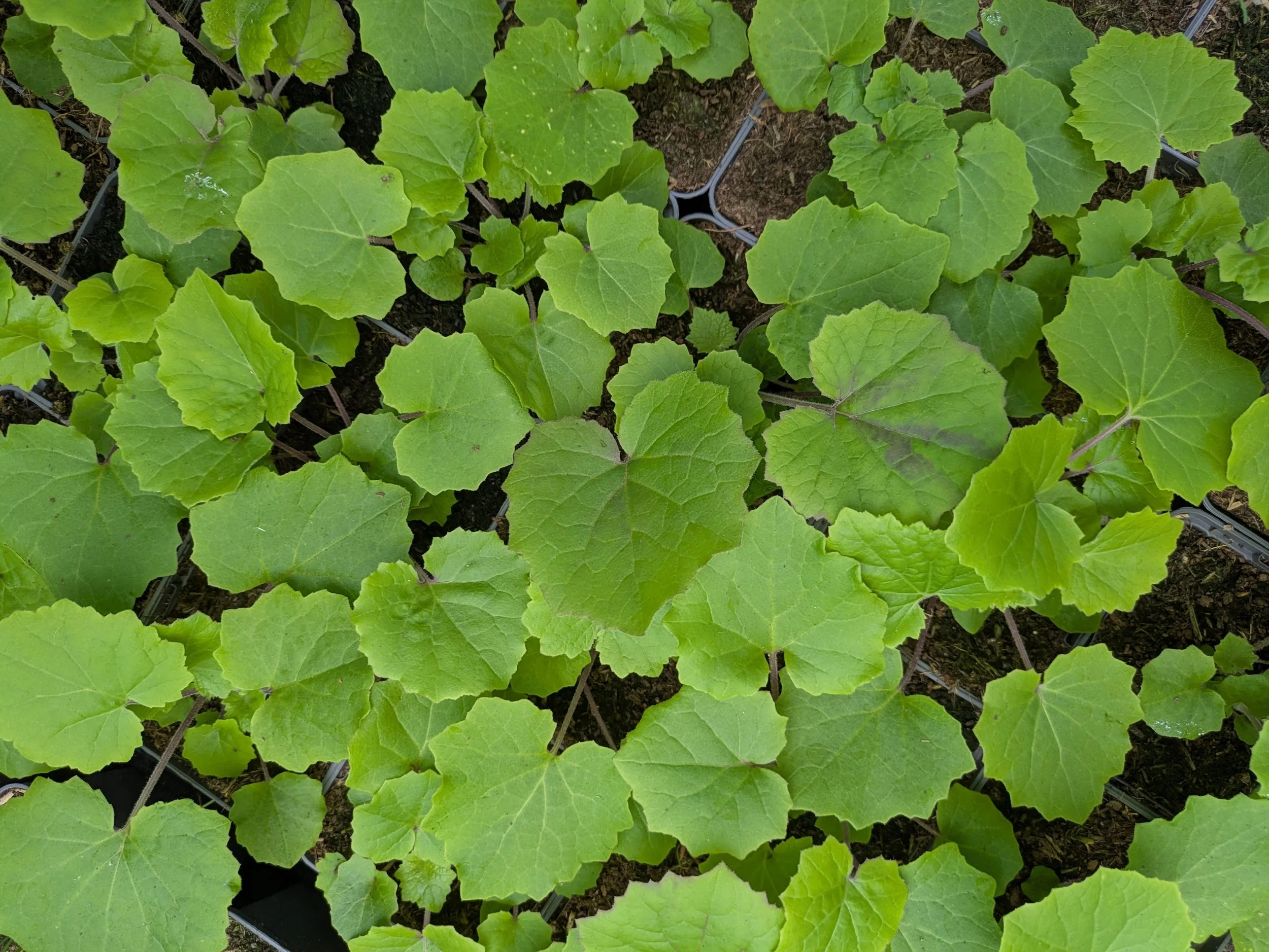 Pericallis webbii 9cm