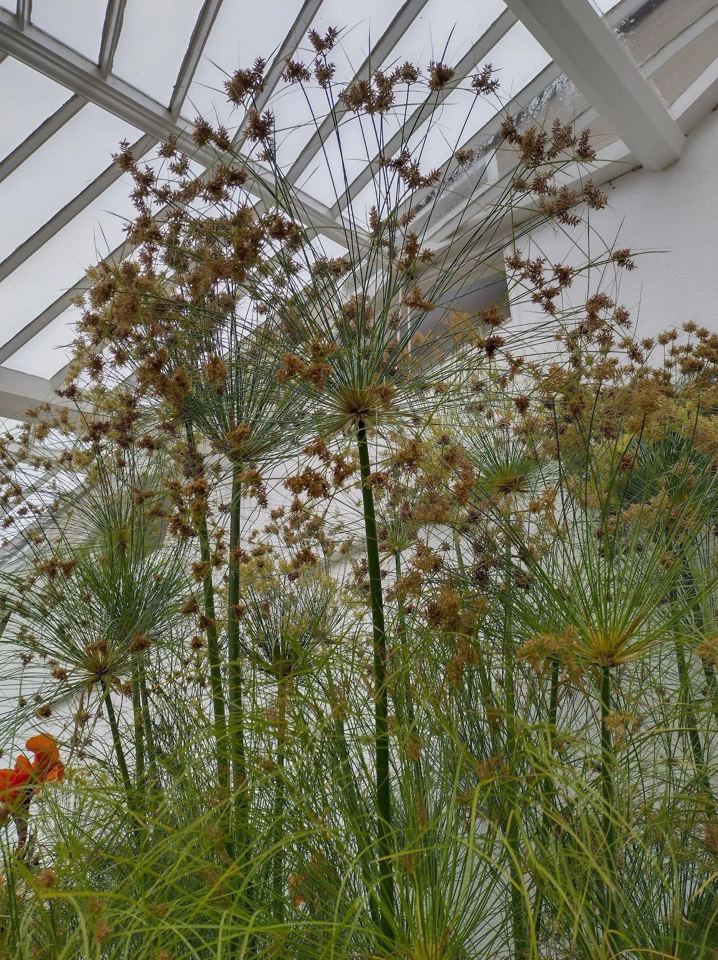 Cyperus papyrus 1ltr