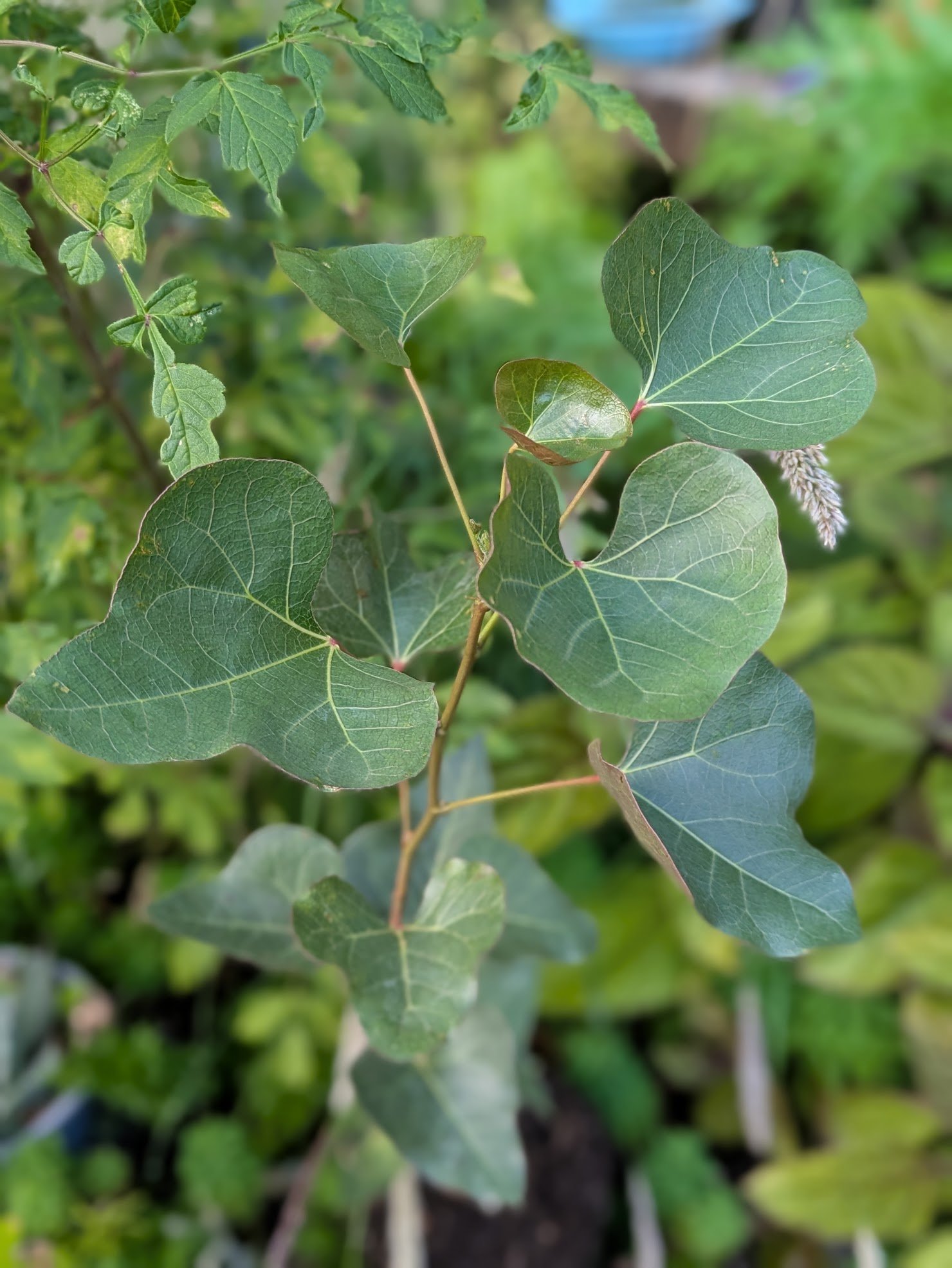 Brachychiton diversifolius 1ltr