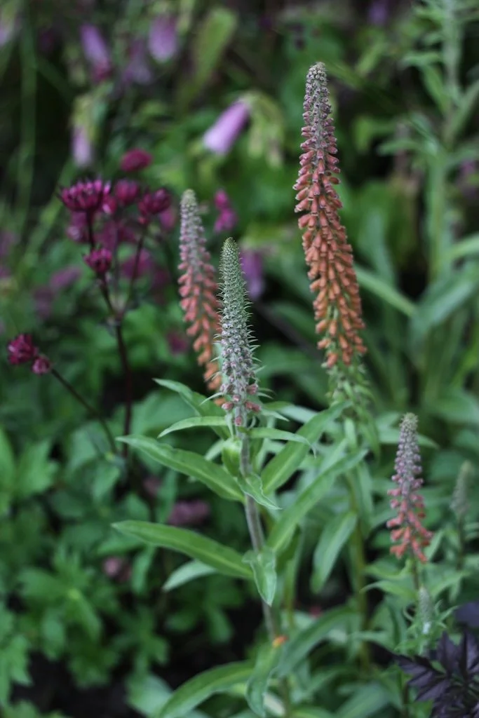 Digitalis parviflora 9cm