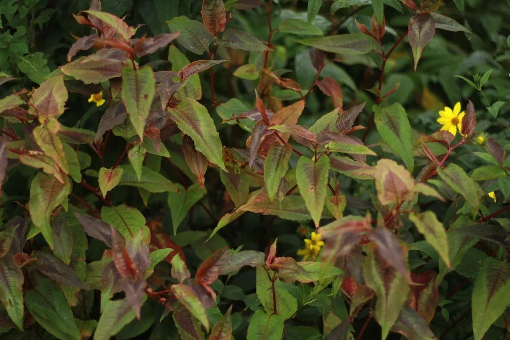 Persicaria microcephala  9cm