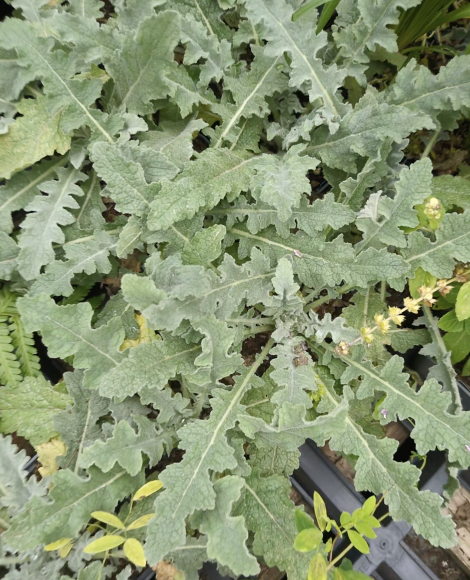 Verbascum sinuatum 1ltr