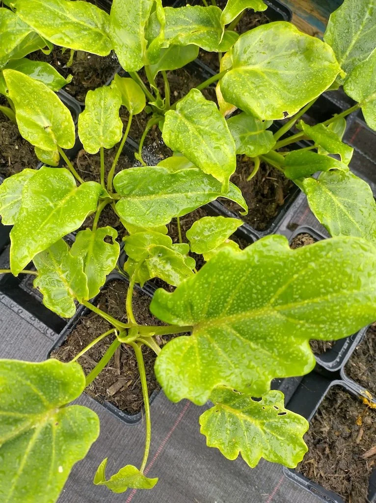 Philodendron "Xanadu" 1ltr