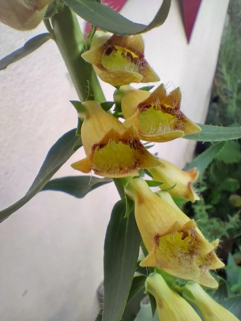Digitalis lutea 9cm