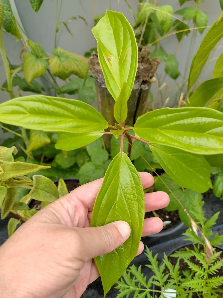 Viburnam cylindricum 1ltr