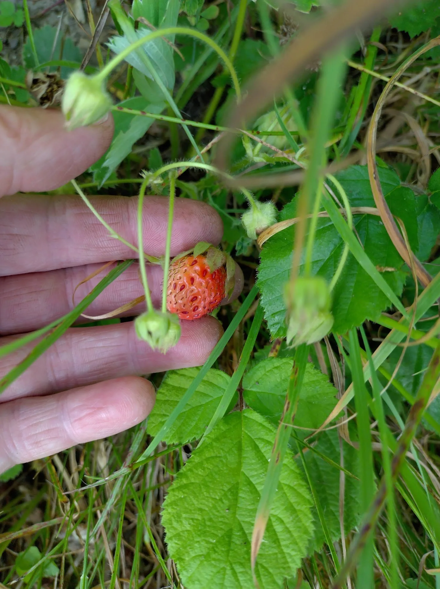 Fragaria vesca 9cm