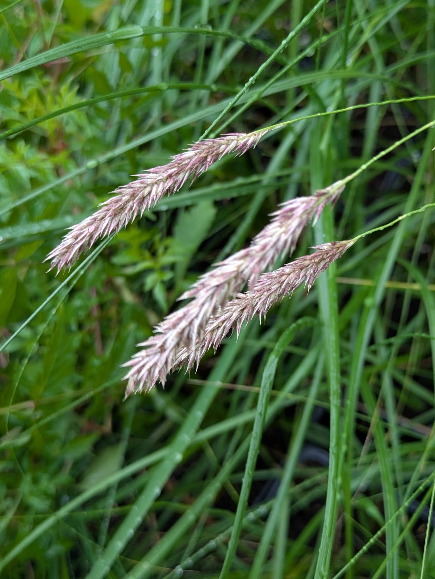 Melica transsilvanica 1ltr