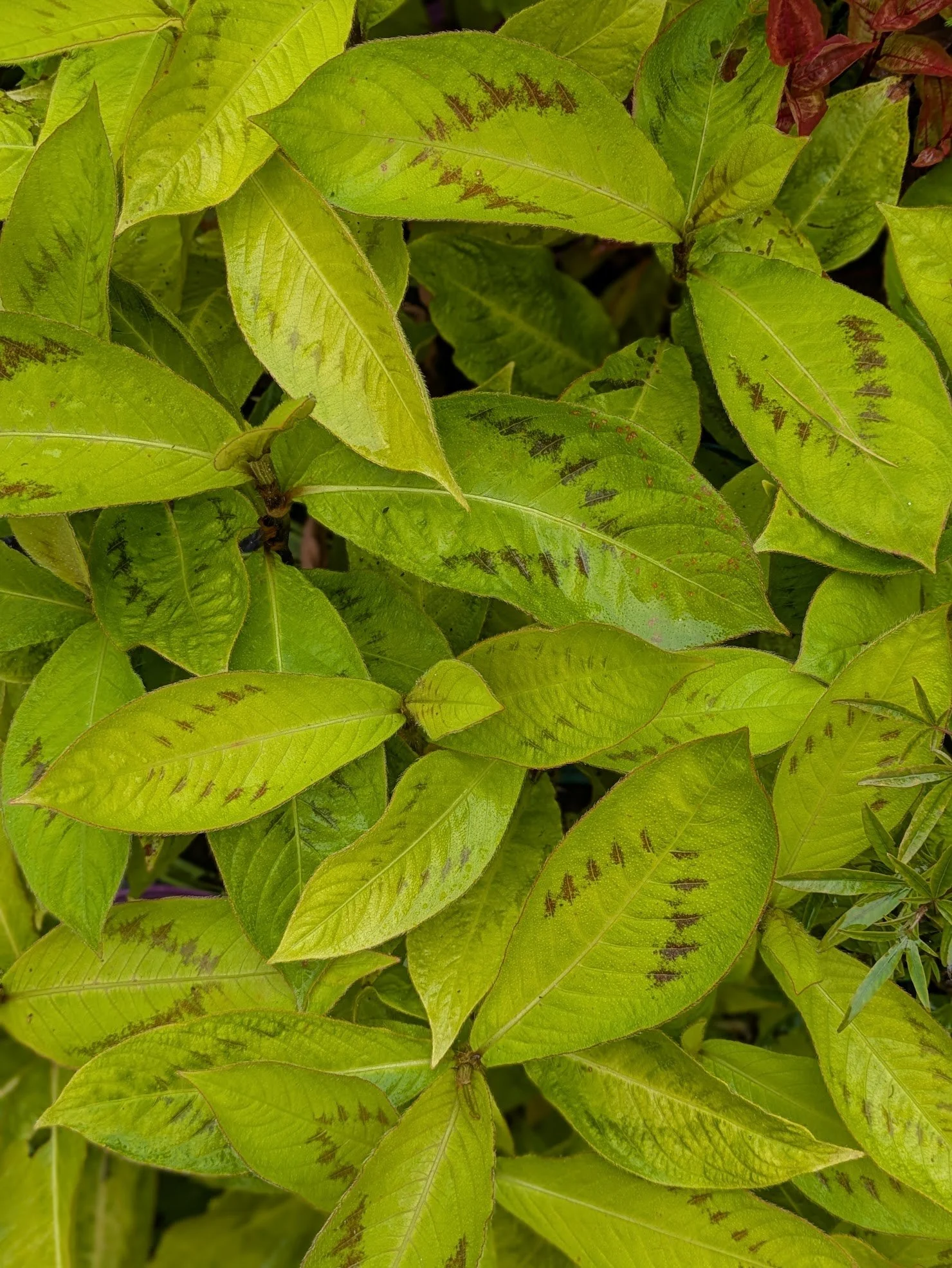 Persicaria virginiana 2ltr