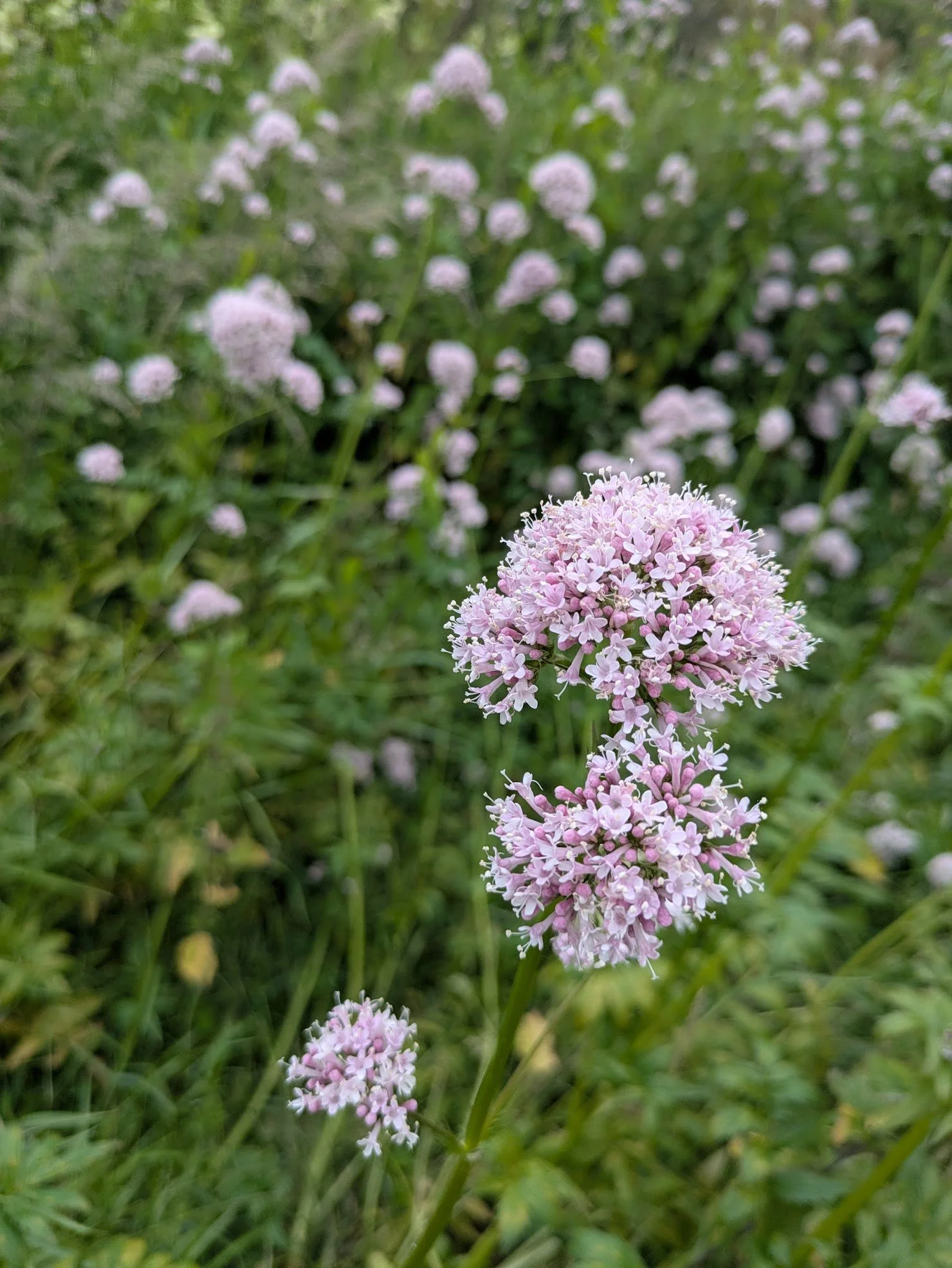 Valeriana officinalis 9cm