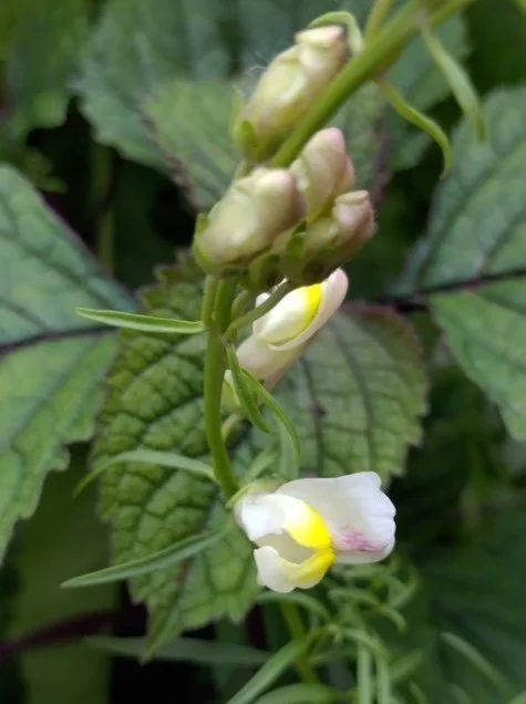 Antirrhinum siculum 9cm