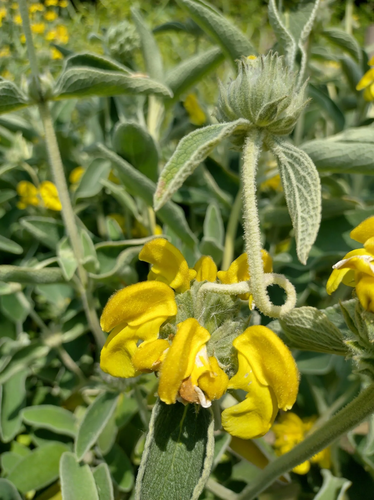 Phlomis bourgaei 9cm