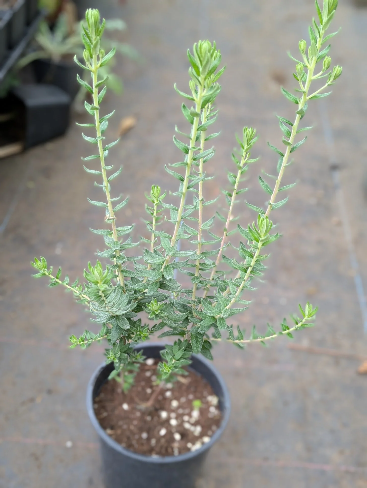 Phylica arborea 1ltr