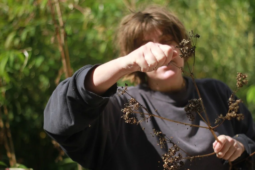 someone dressed in black saving seeds of an umbel in the sunshine. Individual Plants Nursery.
