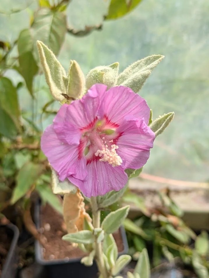 Lavatera oblongifolia 1ltr