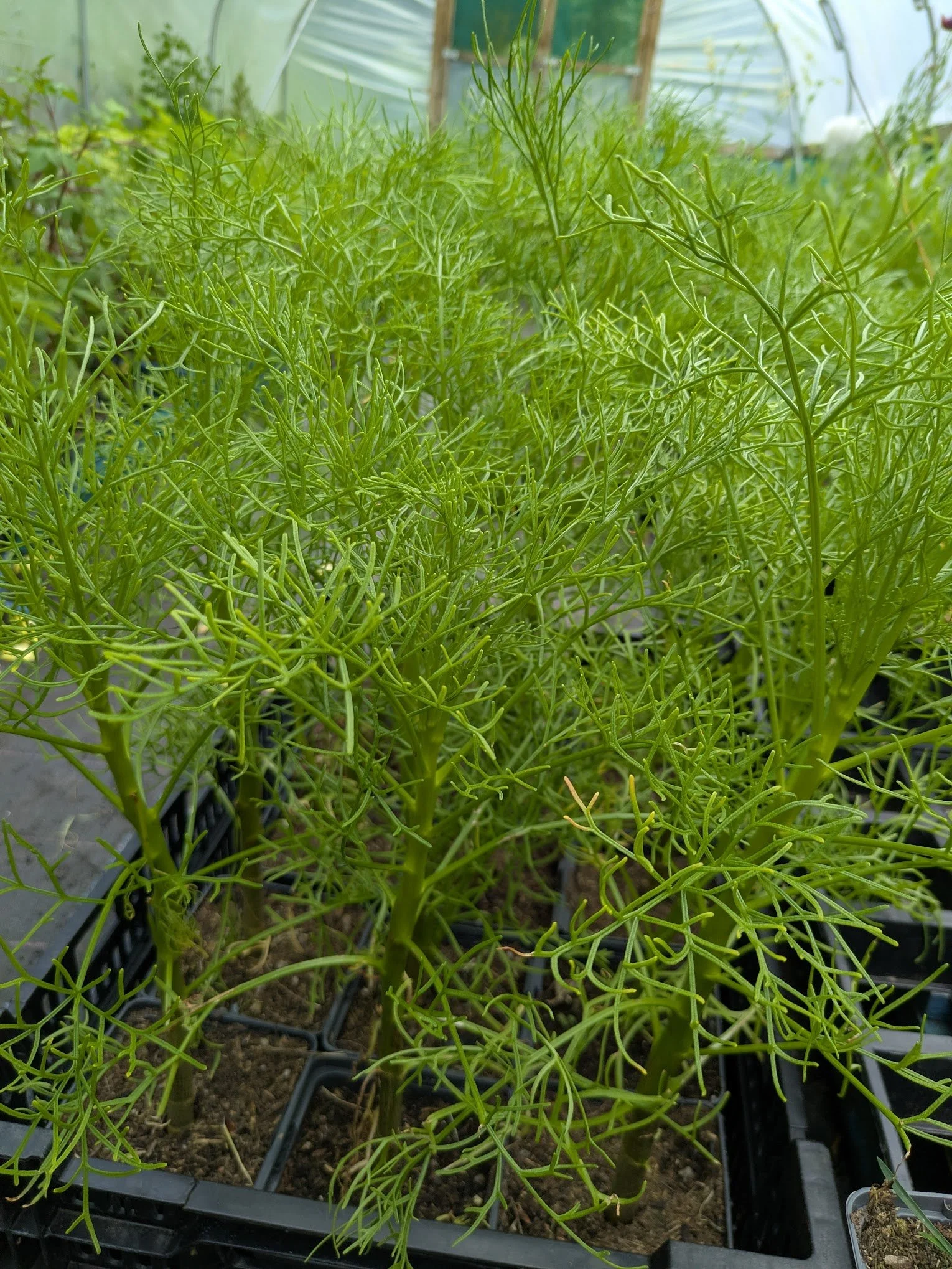Leptosyne gigantea 1ltr