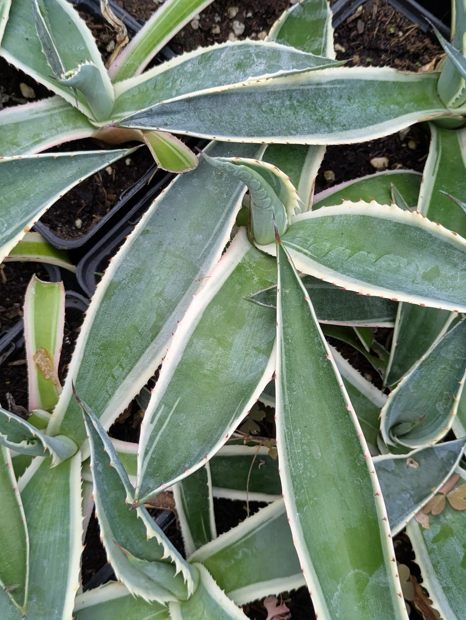 Agave americana variegata 9cm