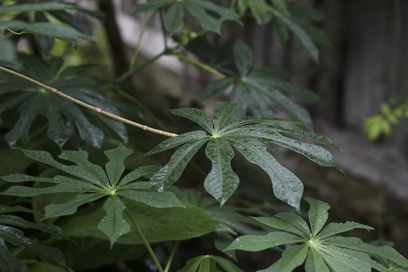 Manihot grahamii 1ltr