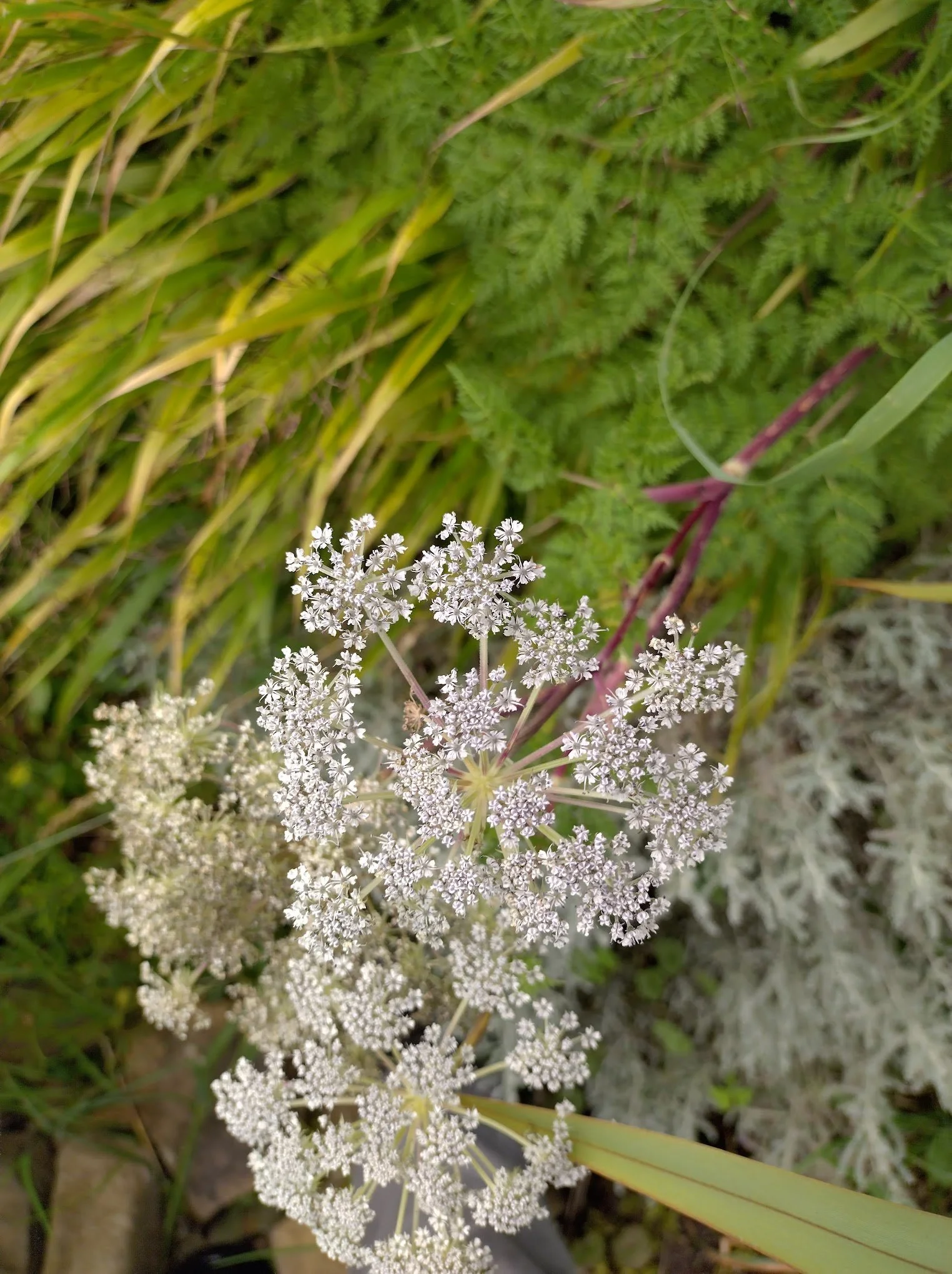 Selinum wallichianum 1ltr