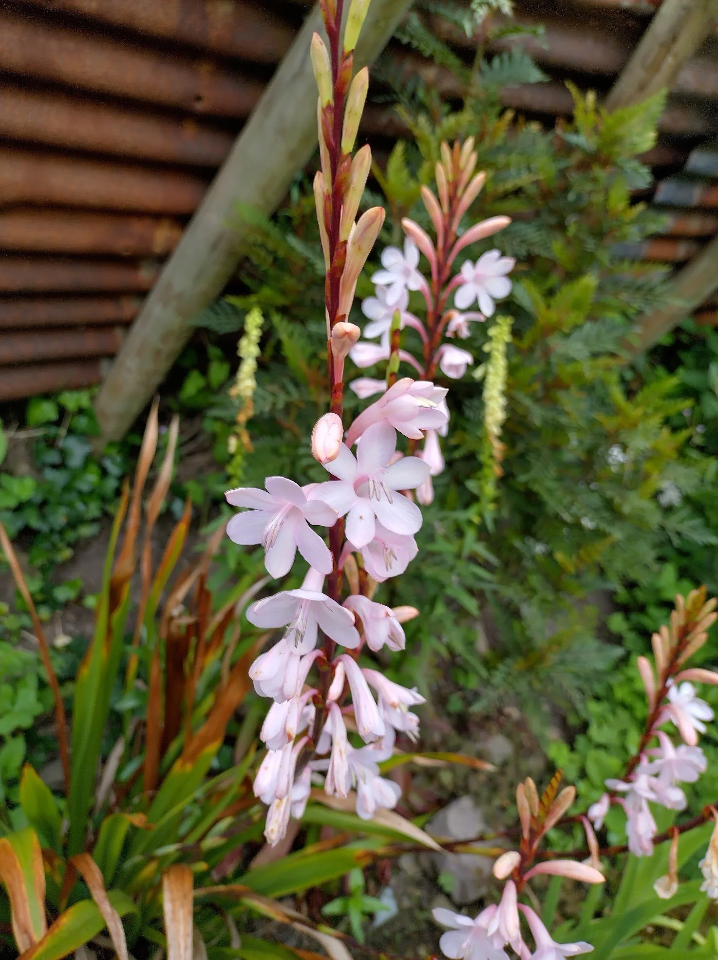 Watsonia borbonica 1ltr