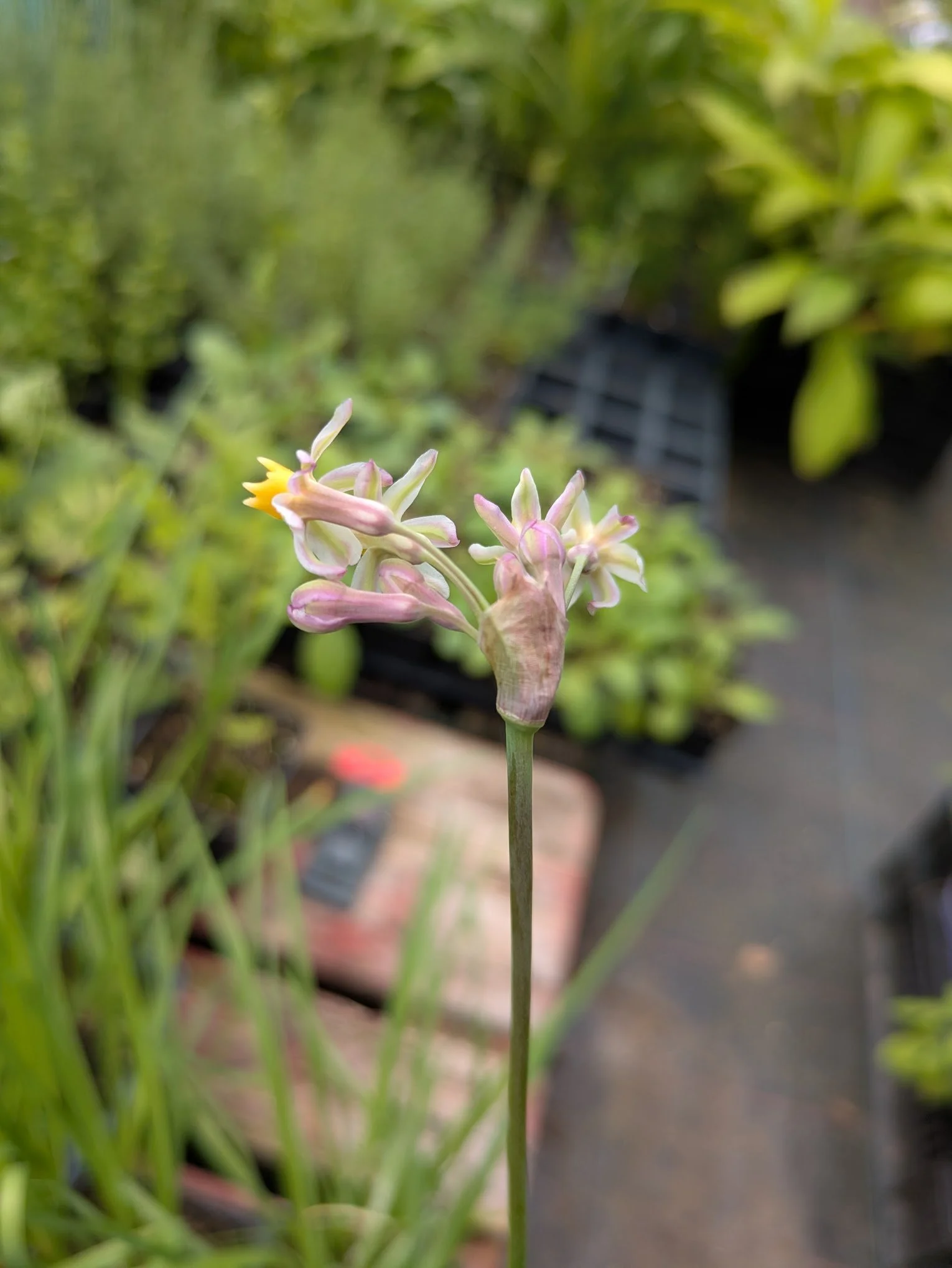 Tulbaghia "Cosmic" 1ltr