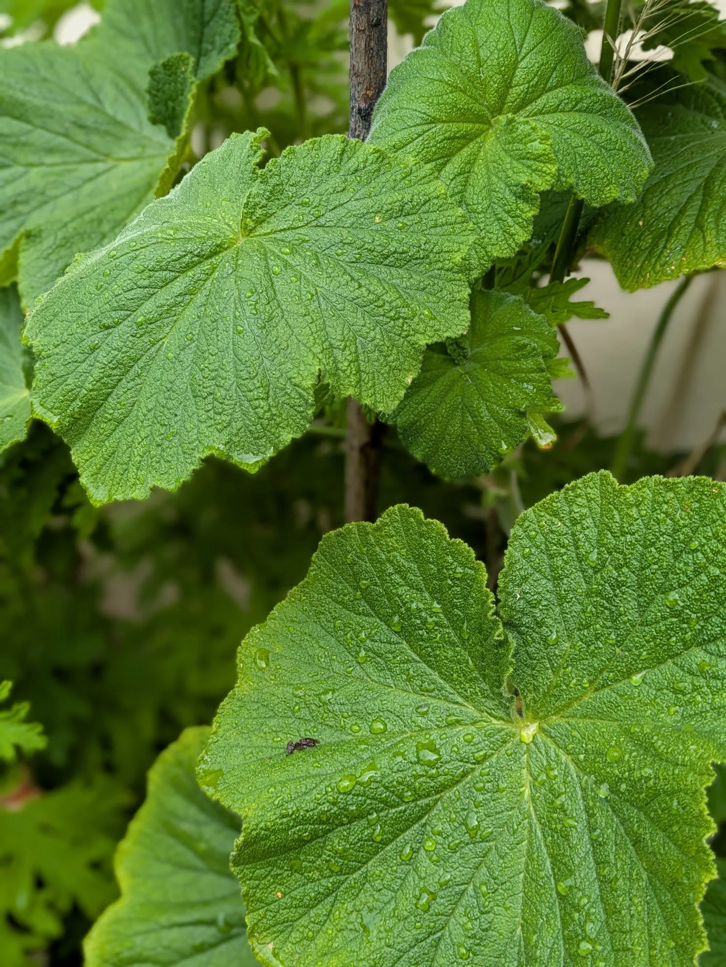Pelargonium cordifolium 9cm