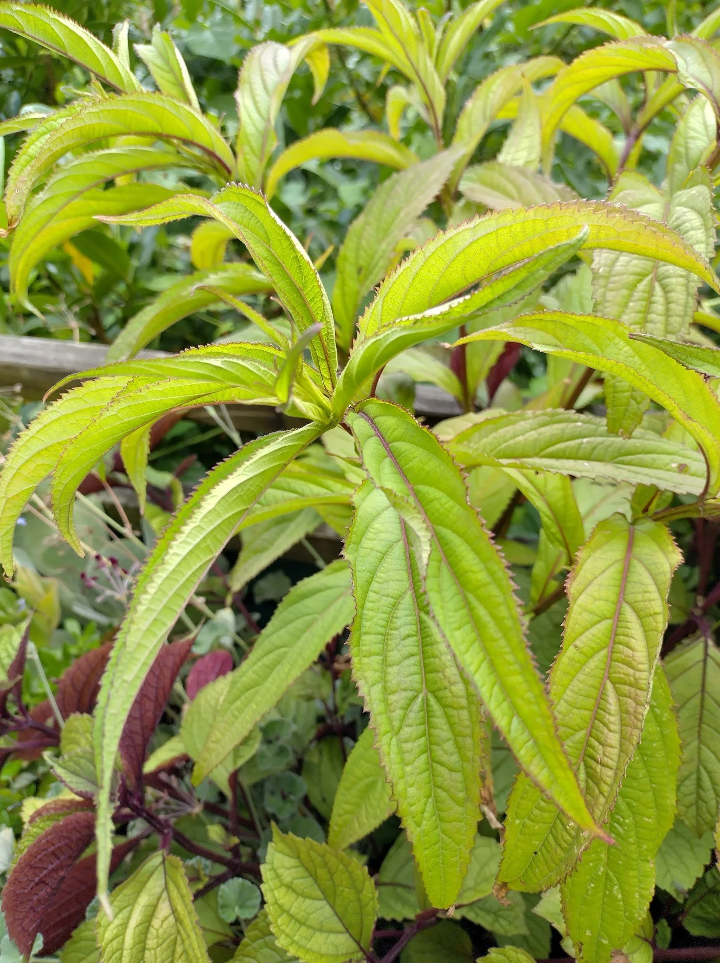 Elscholtzia sp. 1ltr