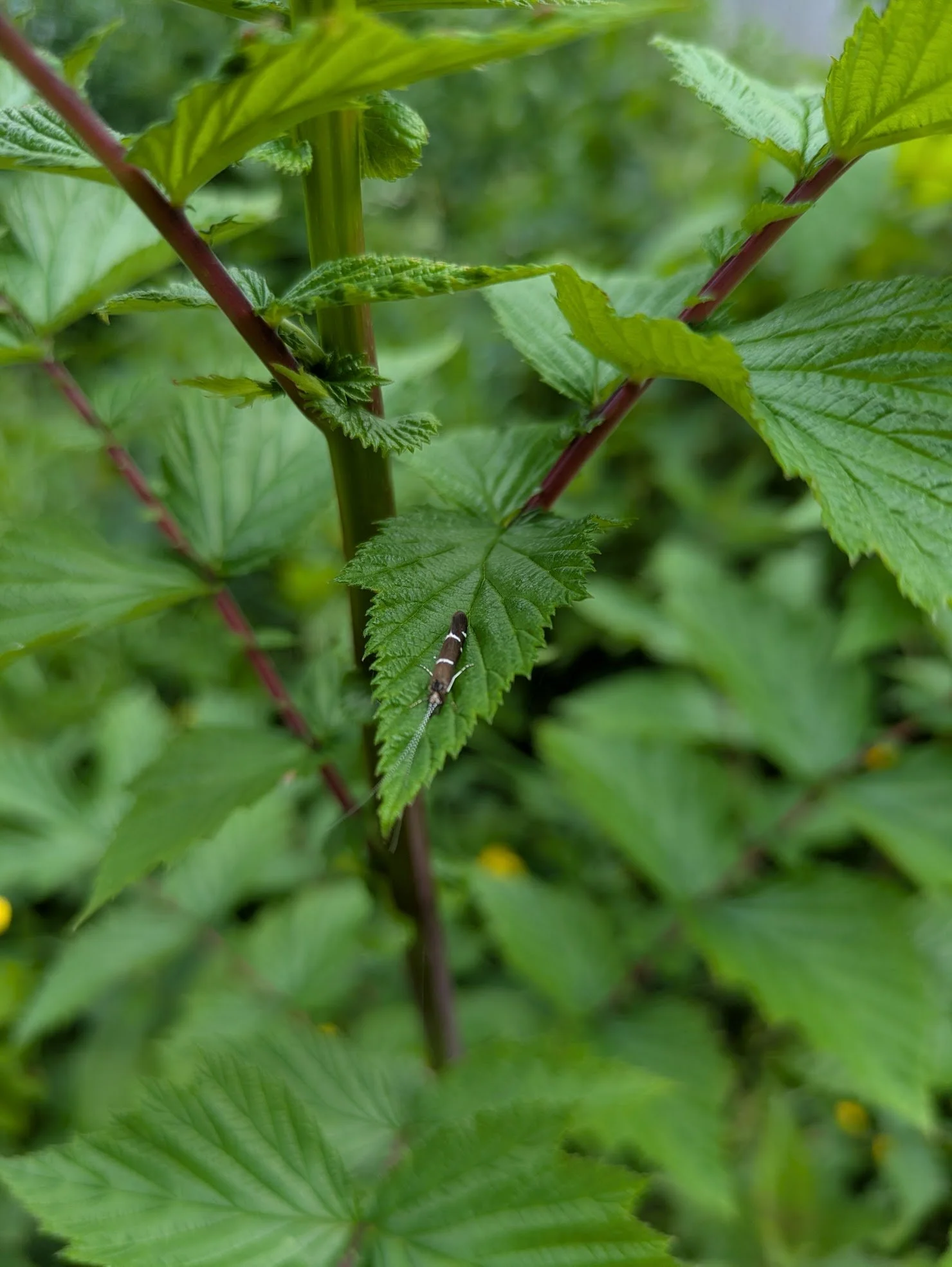 Filipendula ulmaria 9cm