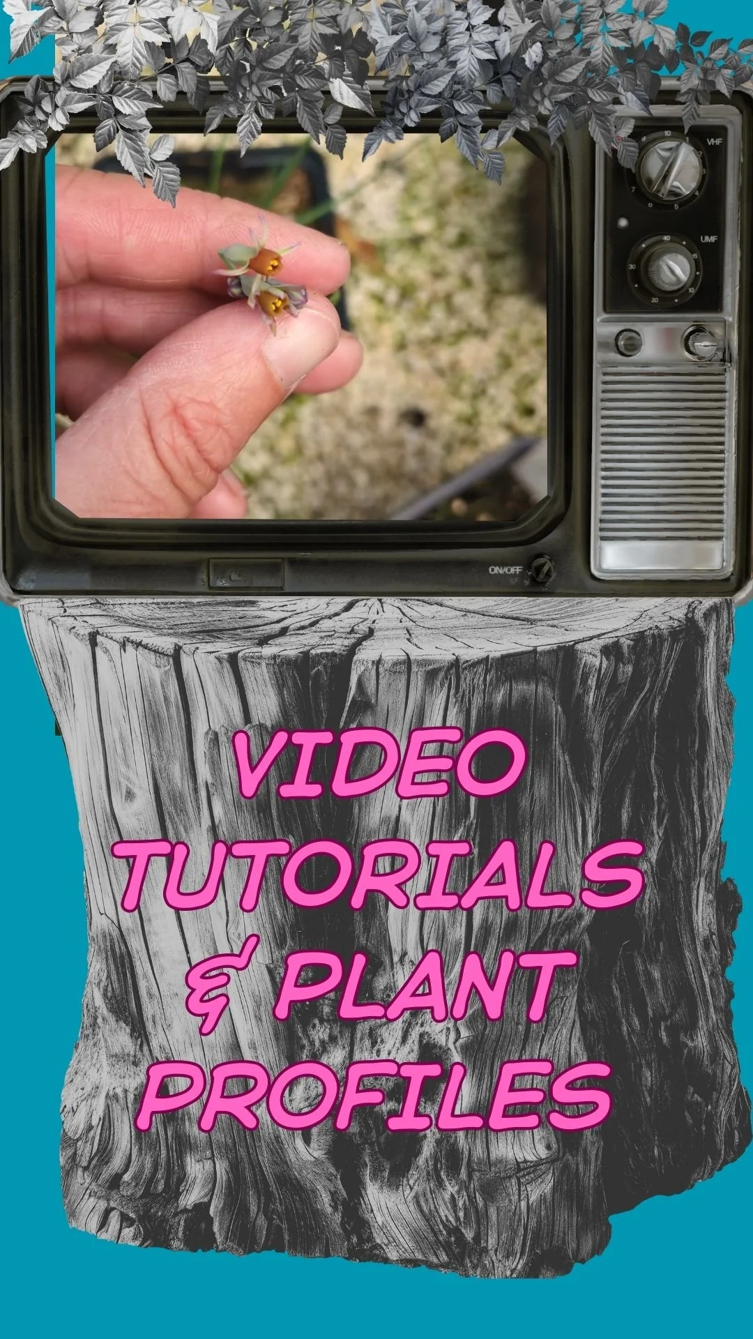 A vintage TV sits on top of a tree trunk, "video tutorials and plant profiles" is written on the tree trunk. The vintage TV shows an image of a gardener's hand holding a small species Tulbaghia flower. It is a still from a video.
