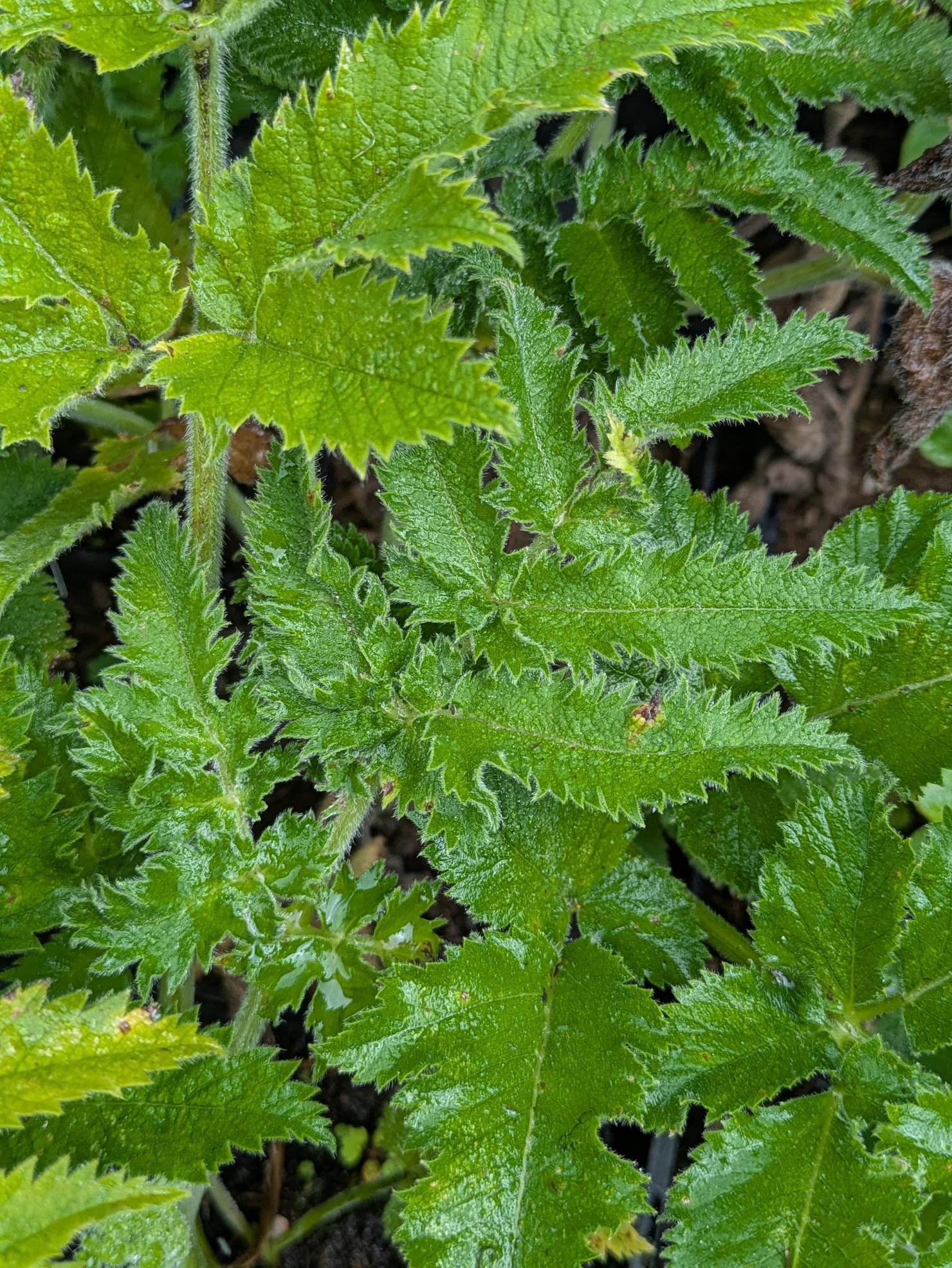 Chaerophyllum azoricum 9cm