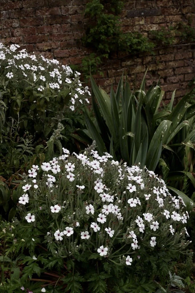 Geranium maderense alba 1ltr