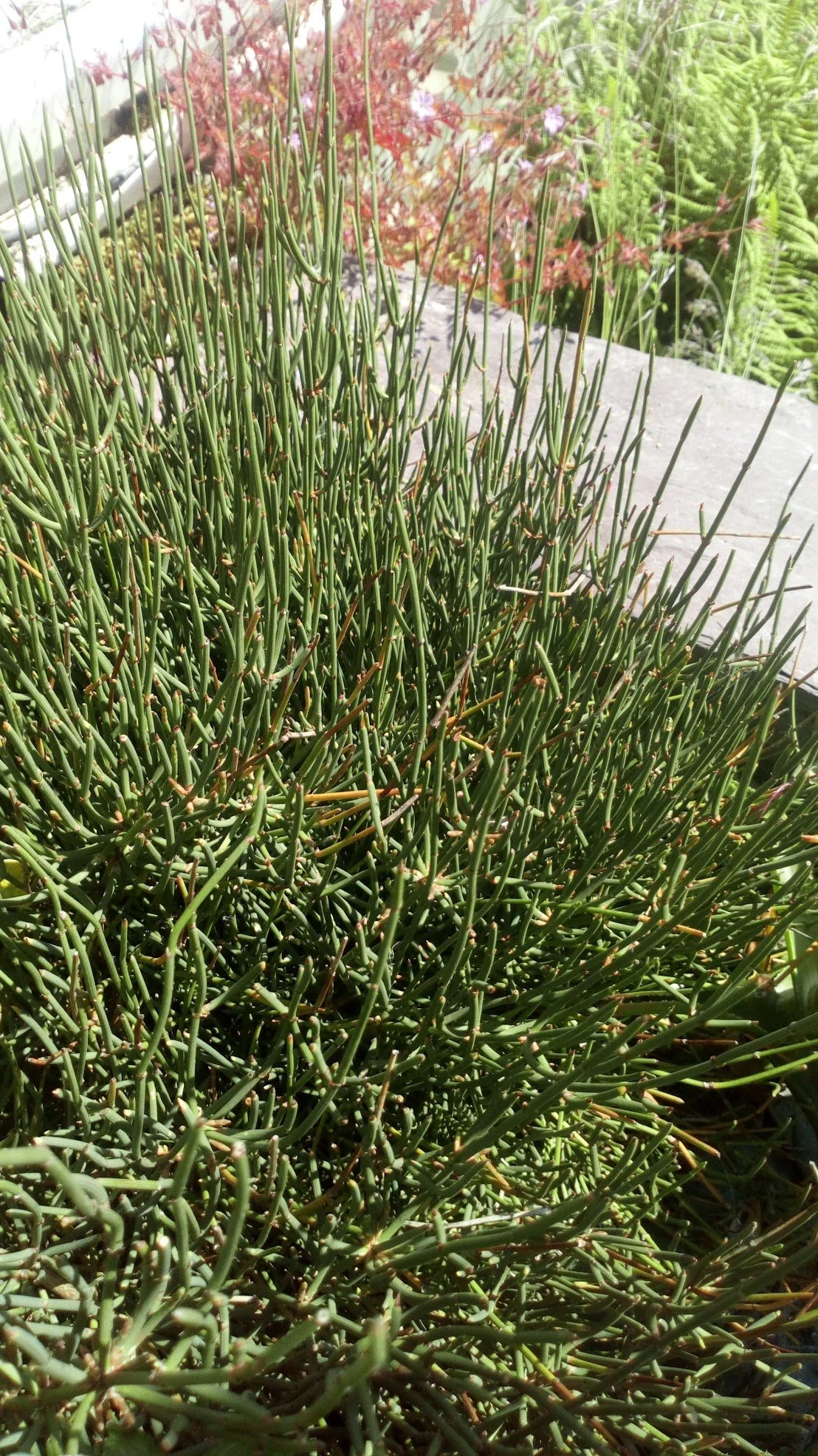 Ephedra nevadensis 1ltr