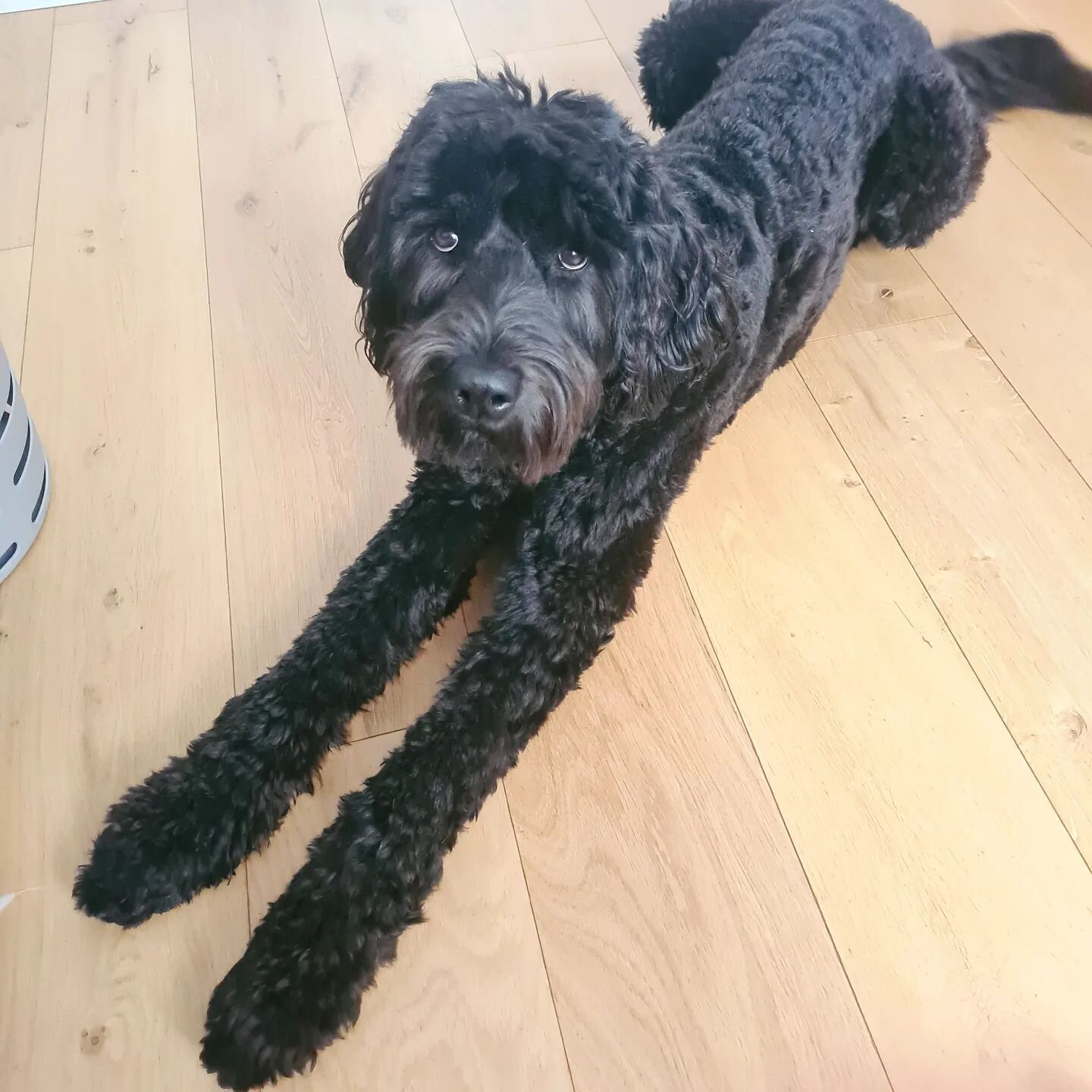 Daddy long legs! 
.
.
.
.
.
#dogsofinstagram #dogs #dogsofaustralia #dogsofsydney