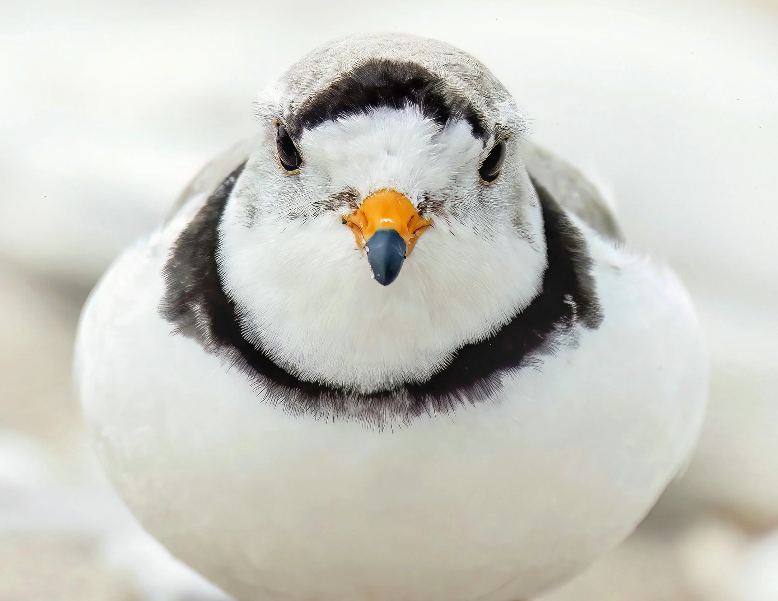 2024 PLOVERS SB 1969-1c.jpg