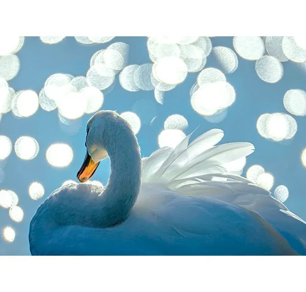 Swansong thumb.jpg
