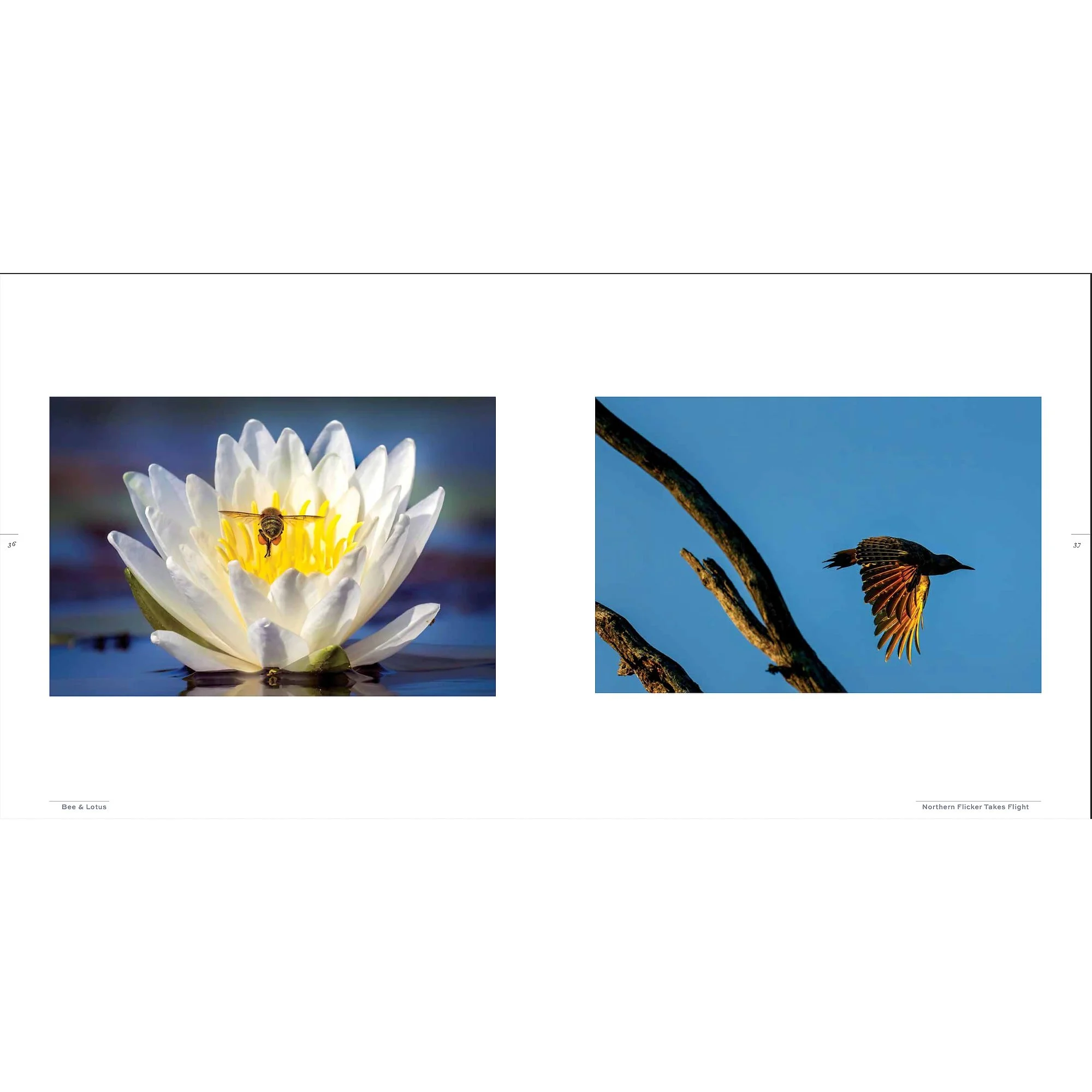 Splendor_Lotus.jpg (Copy) (Copy)