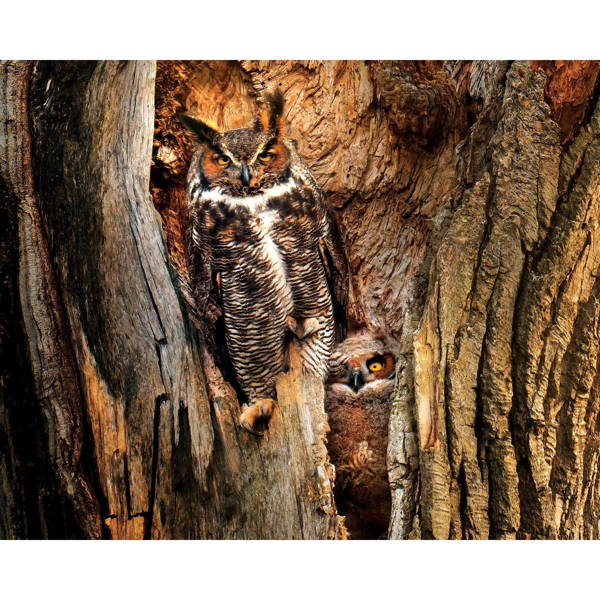 Tucked Away- Great Horned Owls