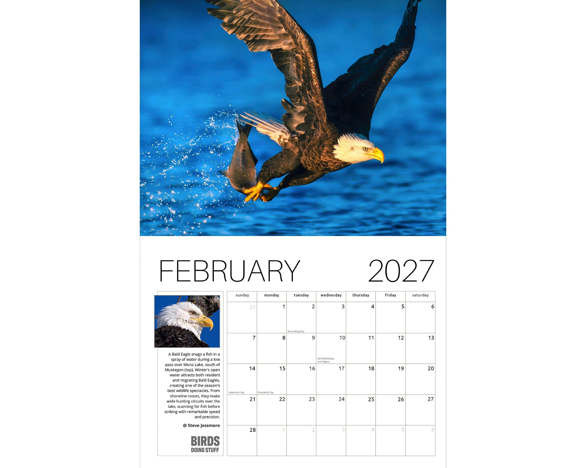 2027 Birds Doing Stuff calendar by award-winning Michigan bird photographer Steve Jessmore featuring Bald Eagle snagging a fish