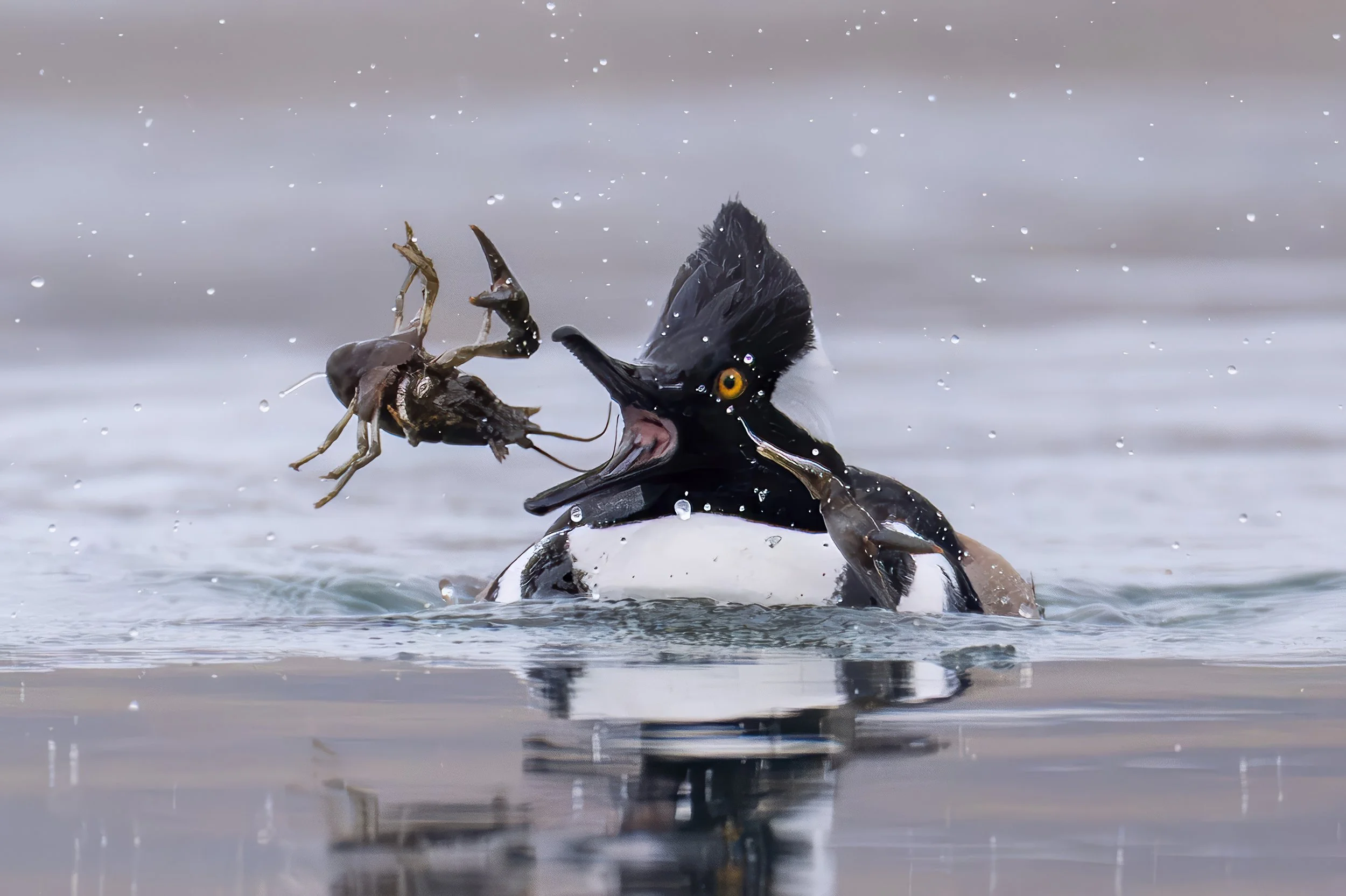 2026-01-27 Torch 0976-4-Gp2x2c.jpg