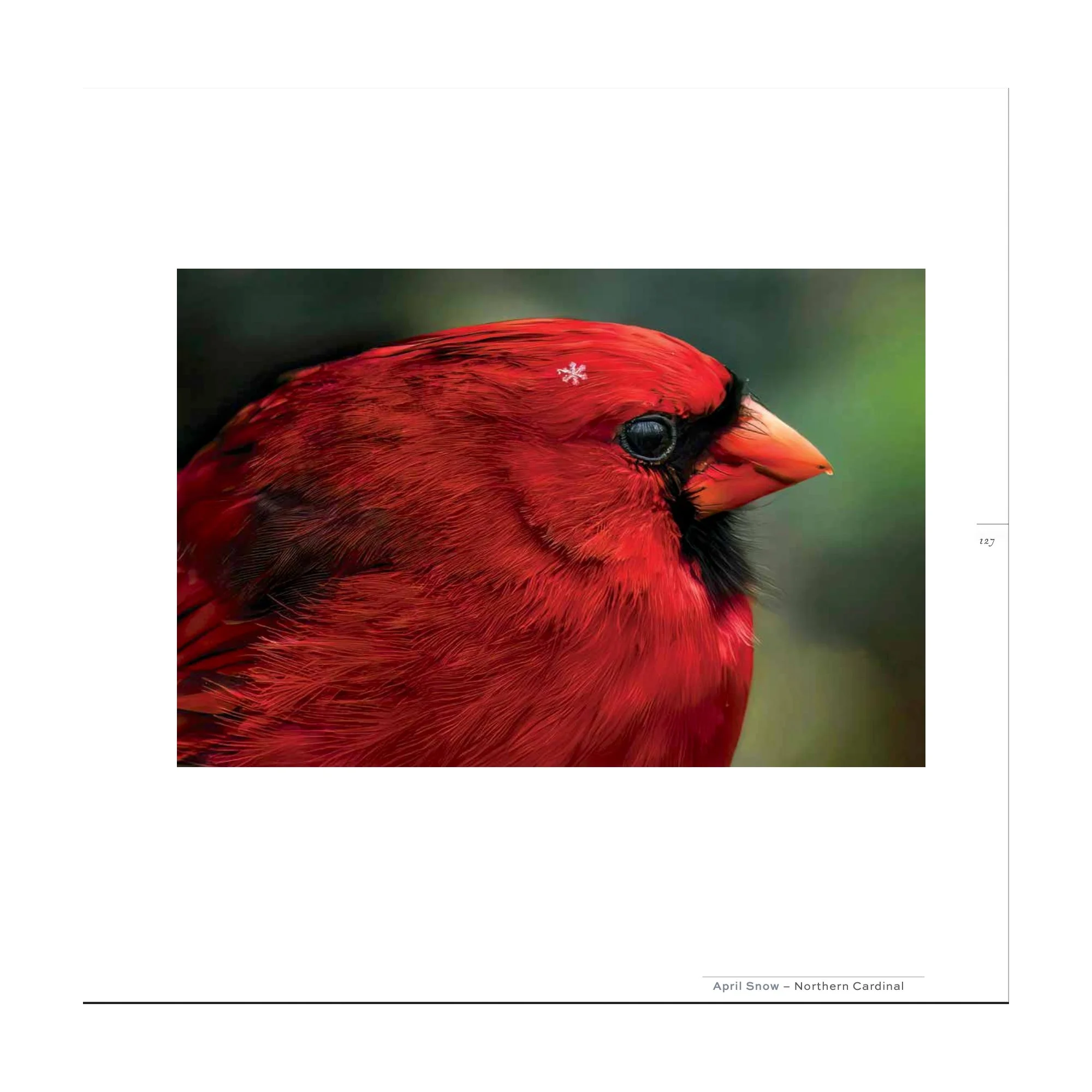 Splendor_cardinal.jpg (Copy) (Copy)