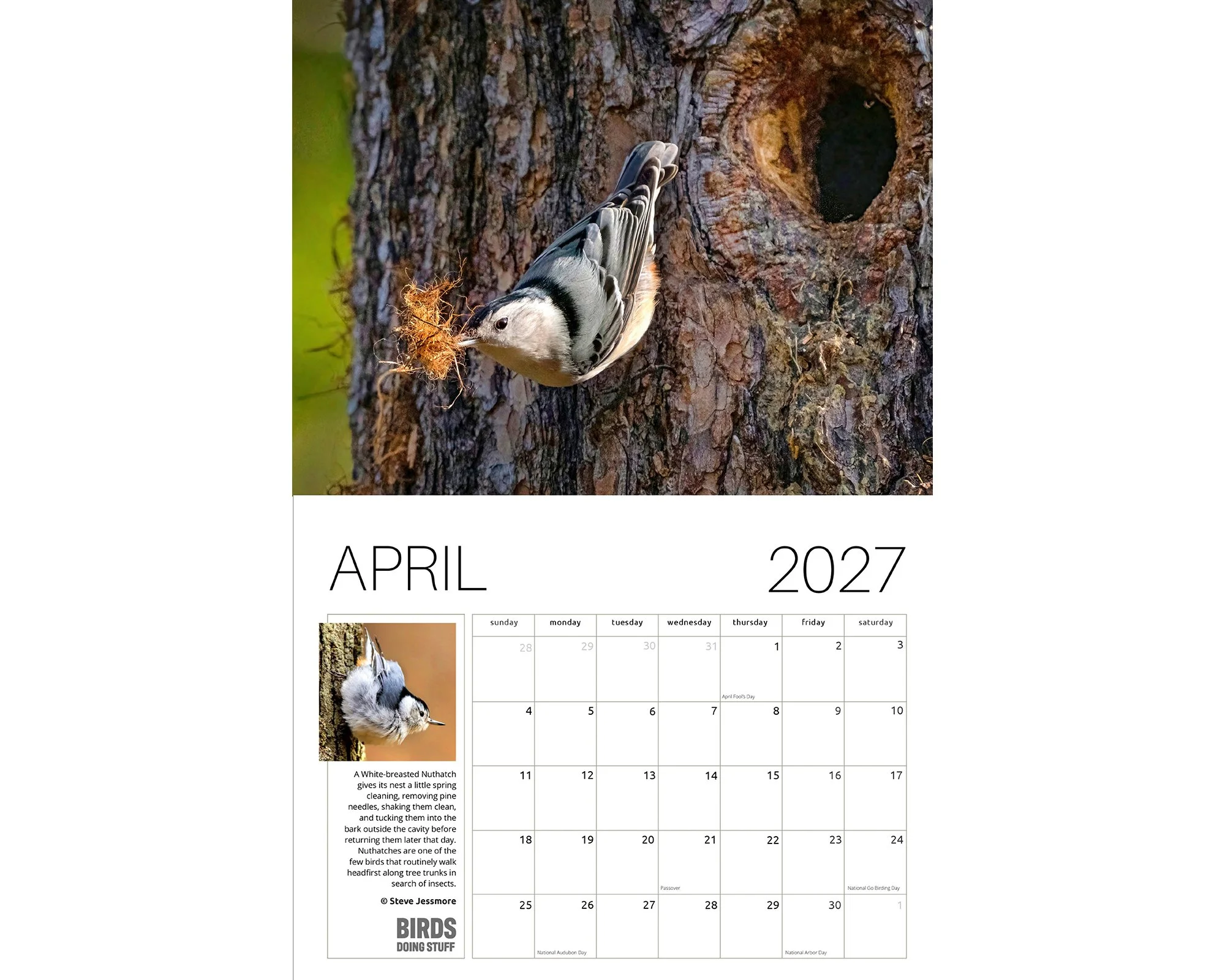 2027 Birds Doing Stuff calendar by award-winning Michigan bird photographer Steve Jessmore featuring Nuthatch cleaning house