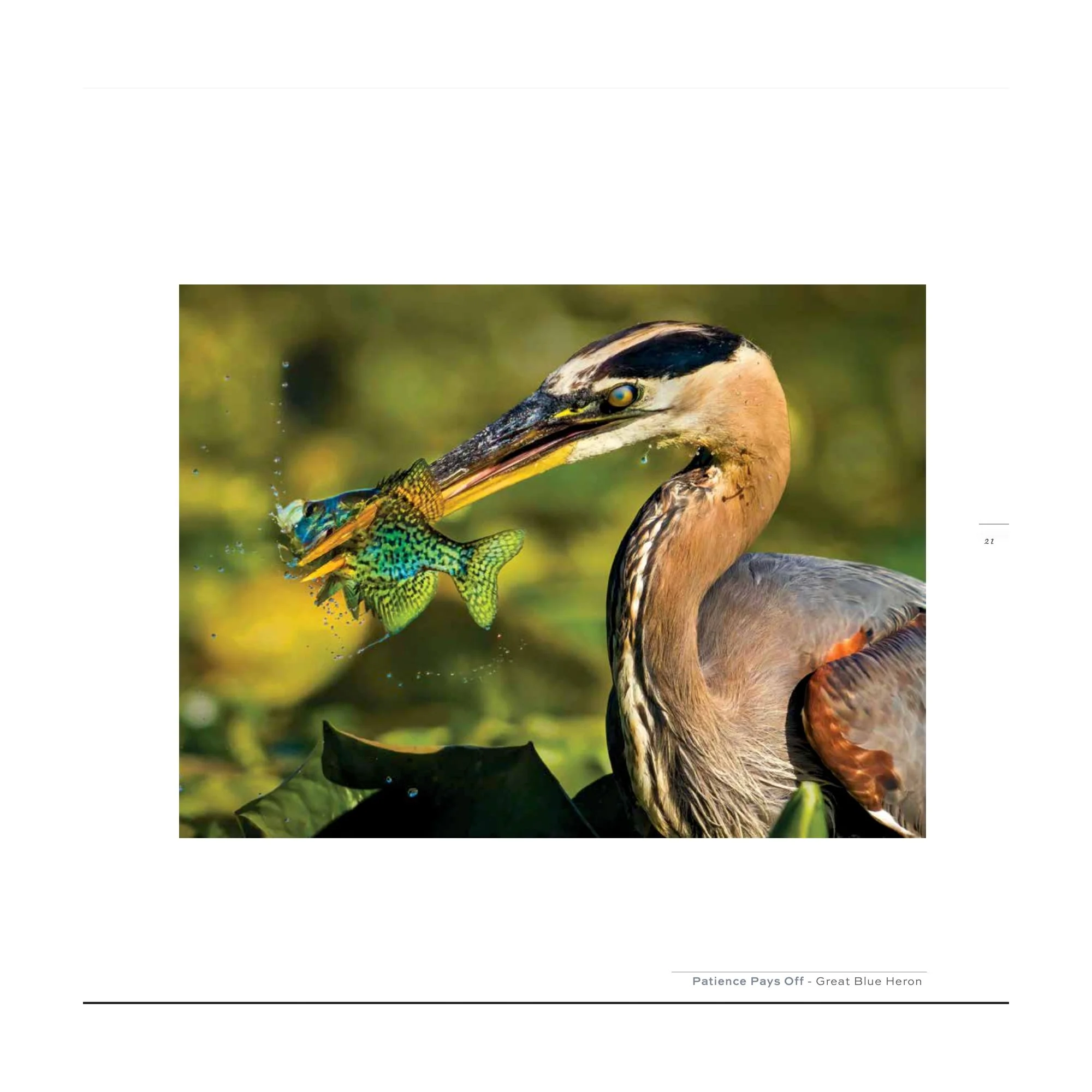 Splendor_GBH stab.jpg (Copy) (Copy)