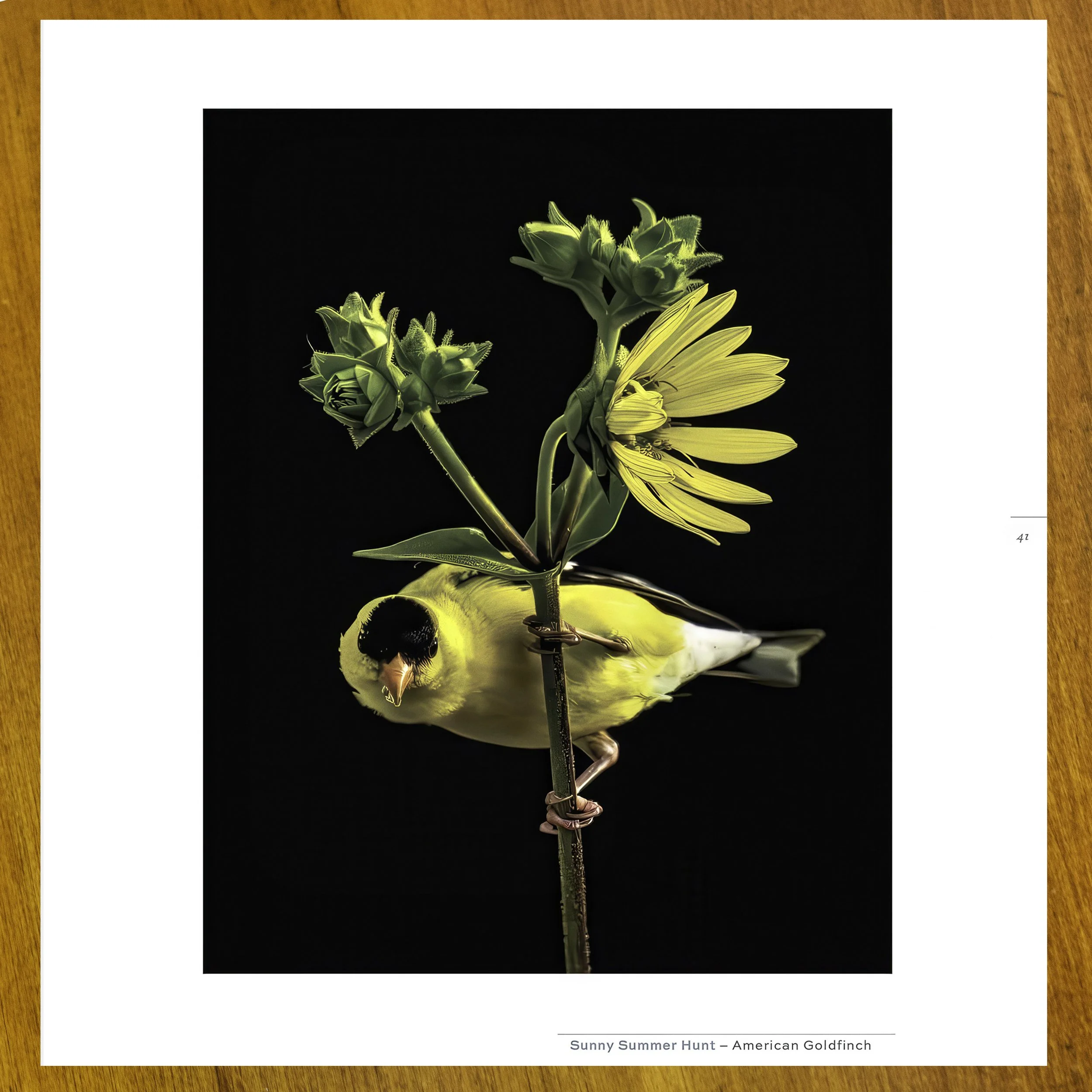 Splendor BK 12.jpg (Copy)