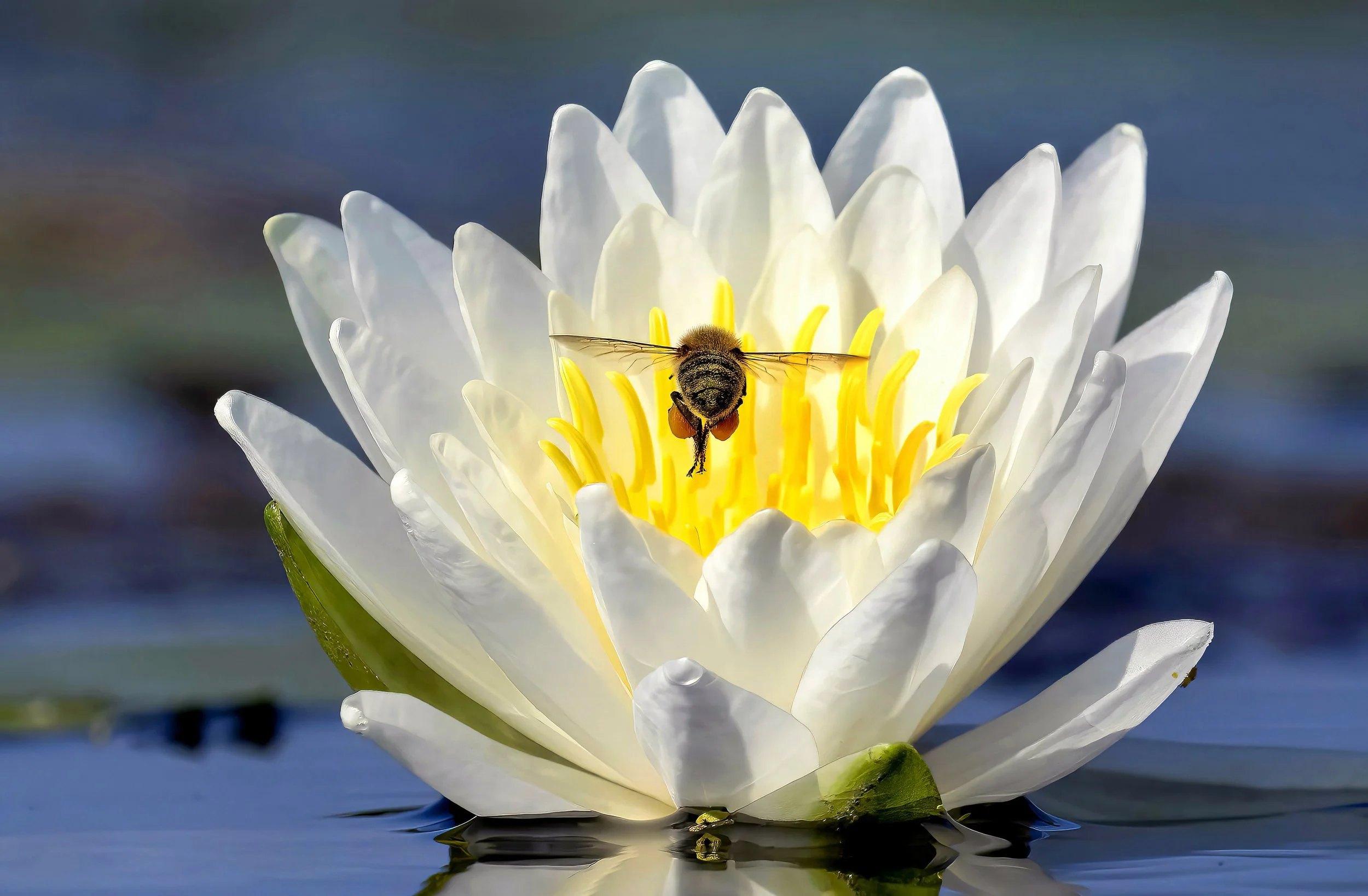 ____08 2022-08-06 Reeds Lake 804_14.5X9.5.jpg